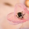 fleurs soie marque-place mariage atelier Mantille Toulouse artisanat responsable Occitanie horticulture textile